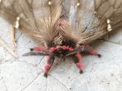 Paradirphia fumosa