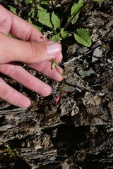 Epilobium oregonense
