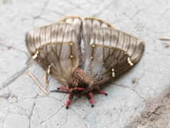 Paradirphia fumosa