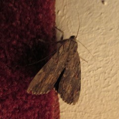 Catocala agrippina