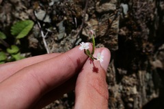 Epilobium oregonense
