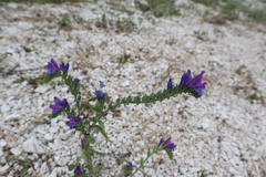 Echium vulgare pustulatum