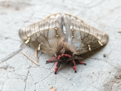 Paradirphia fumosa