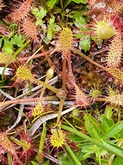 Drosera × obovata