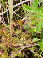Drosera × obovata