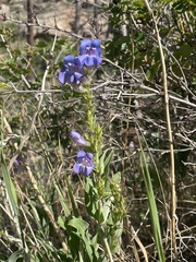 Penstemon glaber
