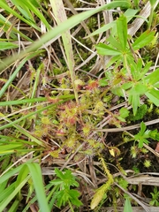Drosera × obovata