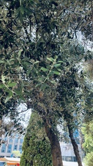 Olea europaea