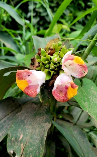 Costus lucanusianus image