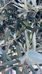 Olea europaea