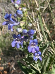 Penstemon glaber