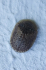 Hypocassida subferruginea