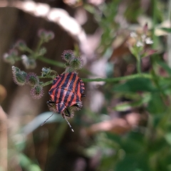 Graphosoma italicum