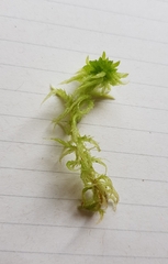 Sphagnum denticulatum