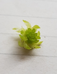 Sphagnum denticulatum