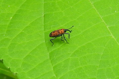 Rhodobaenus quinquepunctatus