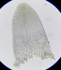 Sphagnum denticulatum