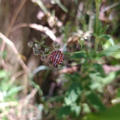 Graphosoma italicum
