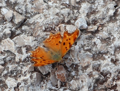 Mediteranska riđa (Polygonia egea)