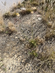 Chrysocephalum semipapposum