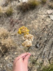 Chrysocephalum semipapposum