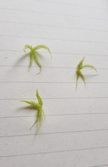 Sphagnum denticulatum