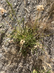 Chrysocephalum semipapposum