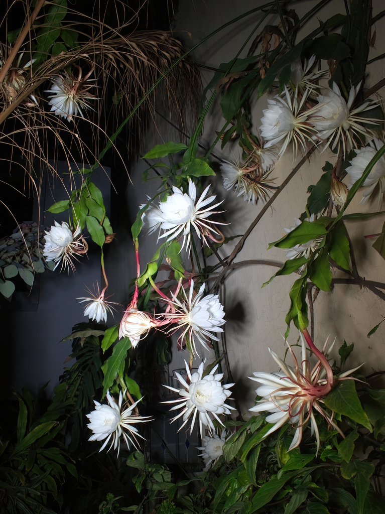 Epiphyllum flattened stems trailing from a pot