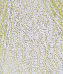 Sphagnum denticulatum