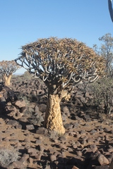 Aloidendron dichotomum image