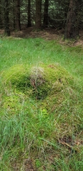 Sphagnum denticulatum