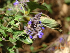 Salvia thyrsiflora