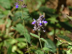 Salvia thyrsiflora
