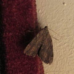 Catocala agrippina
