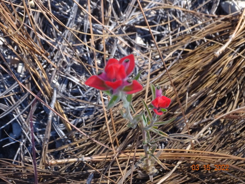 Image of Nerved Paintbrush (Castilleja nervata) by (c) Luis F. Ramírez, some rights reserved (CC BY)