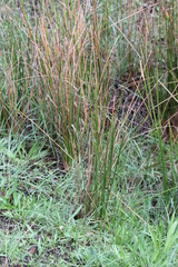 Cyperus vaginatus