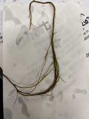 Desmarestia aculeata