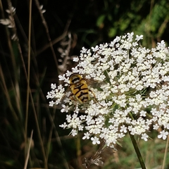 Myathropa florea