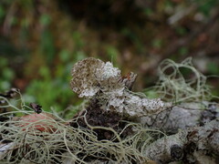Platismatia norvegica