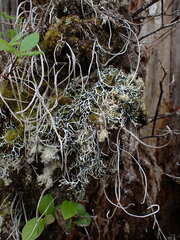 Hypogymnia duplicata