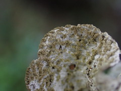 Platismatia norvegica