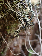 Hypogymnia duplicata