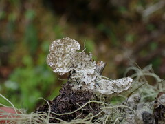 Platismatia norvegica