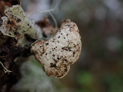 Platismatia norvegica