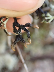 Hypogymnia duplicata