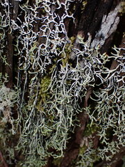 Hypogymnia duplicata