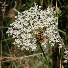 Myathropa florea