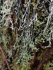 Hypogymnia duplicata