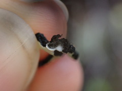 Hypogymnia duplicata