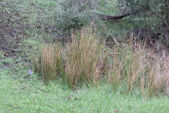 Cyperus vaginatus